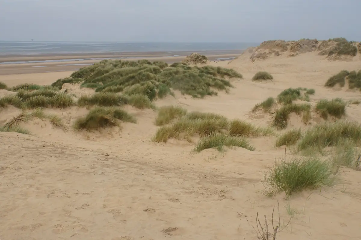 Sand dunes and marram grass at Formby
